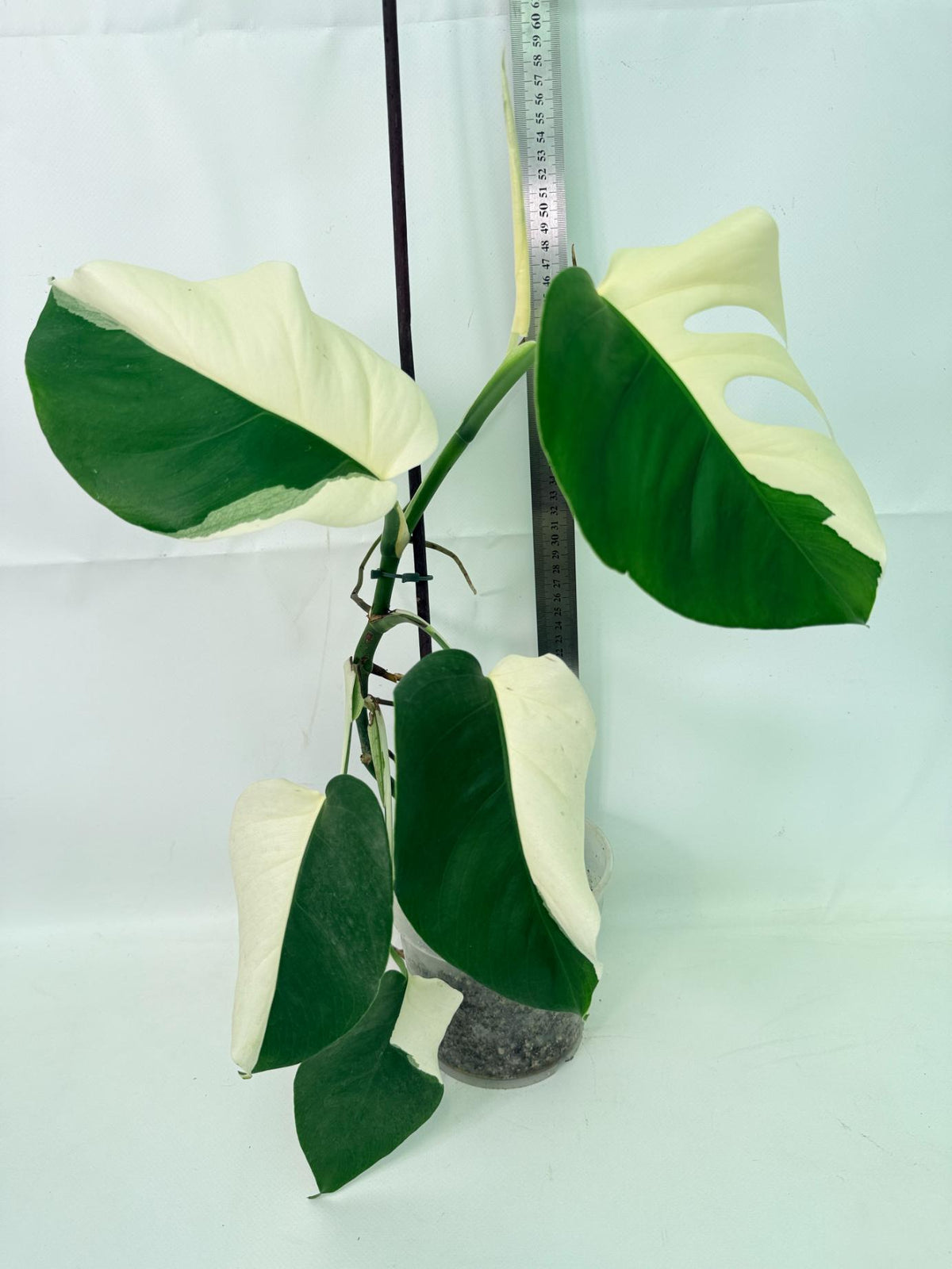 Monstera Albo Variegata HALF MOON
